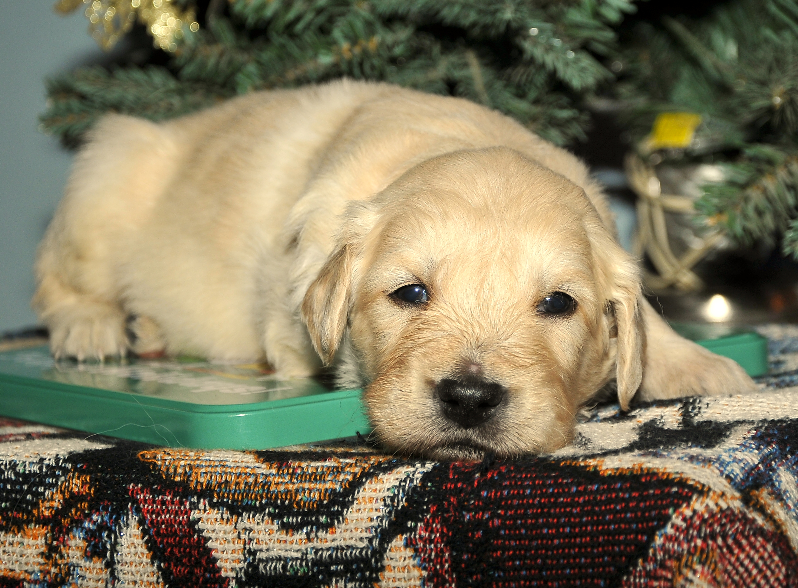 First photo of Sky, a cute Golden Retriever puppy.
